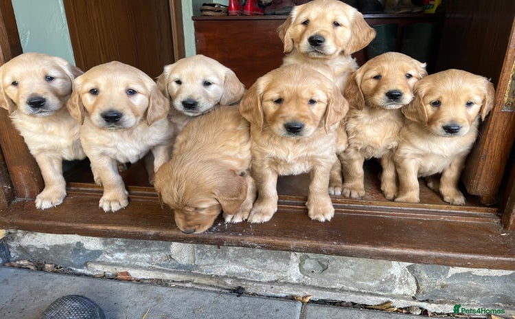 Golden Retriever dogs - Advert 1
