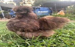 Chickens poultry for sale: CHOCOLATE AND MAUVE USA SILKIE PULLETS AVAILABLE  - Image 3
