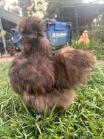 Chickens poultry - Advert 6