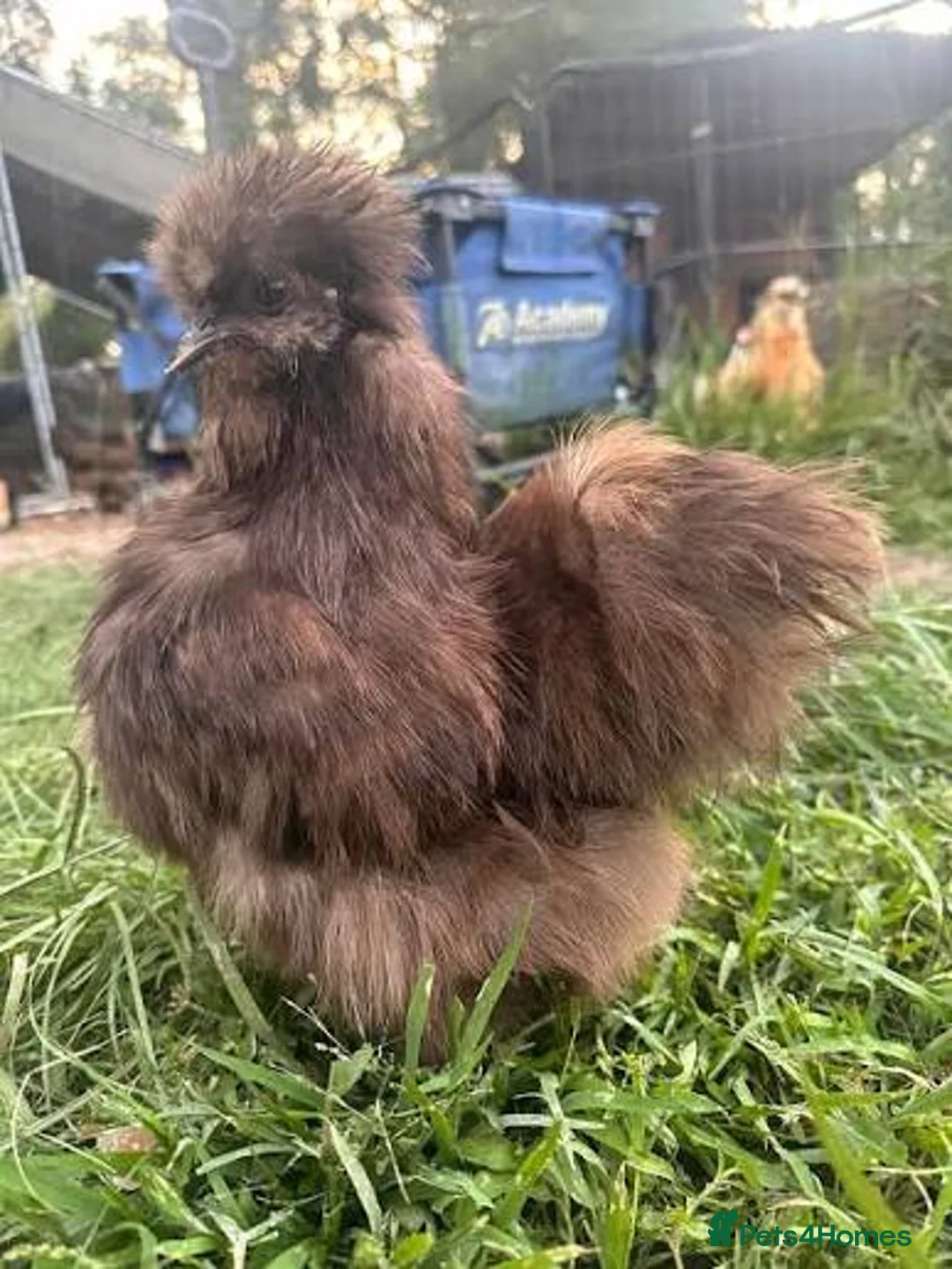 Chickens poultry for sale: CHOCOLATE AND MAUVE USA SILKIE PULLETS AVAILABLE  - Advert 3