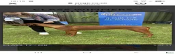Rhodesian Ridgeback dogs for sale: Champion Bloodline Pups Available  - Advert 6