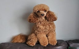 Cockapoo dogs for sale: Gorgeous F1b Toy Cockapoo puppies - Image 9