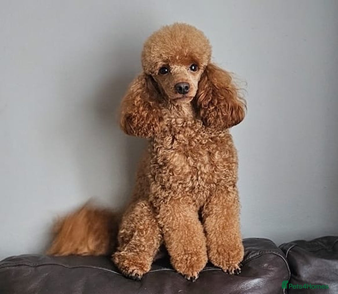 Cockapoo dogs for sale: Gorgeous F1b Toy Cockapoo puppies - Image 9