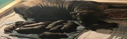 Cane Corso dogs for sale: Beautiful cane corso puppies BORN 30/09/26 - Advert 16