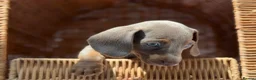 Miniature Dachshund dogs for sale: KC STUNNING COLOURED BLUE EYED SMOOTH & LONG COATS - Advert 24