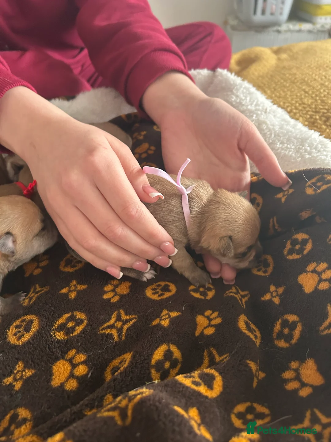 Pomchi dogs for sale: Beautiful Pomchi girls - Advert 11