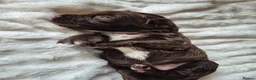 Sprocker dogs for sale: Working Sprocker Spaniels  - Advert 19