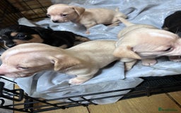 Mixed Breed dogs for sale: Chiweenie puppies  - Image 5