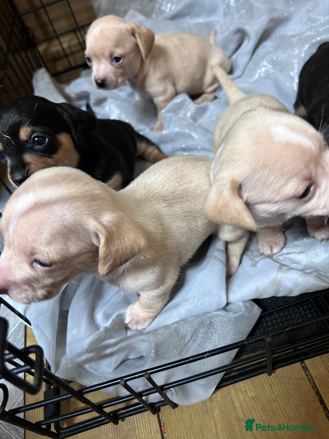 Mixed Breed dogs for sale: Chiweenie puppies  - Image 5