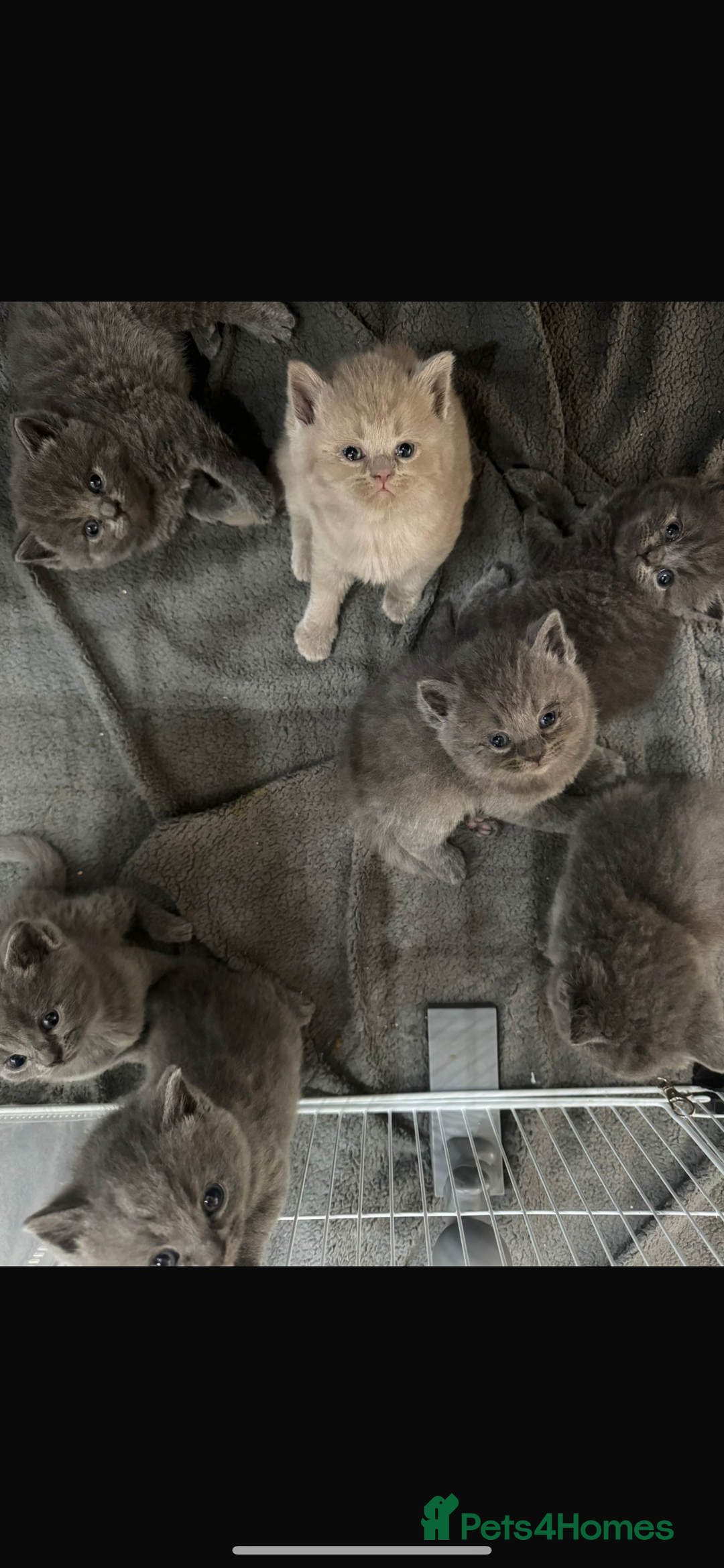 British Shorthair cats for sale: British Short Hair Kittens x7 - Image 5
