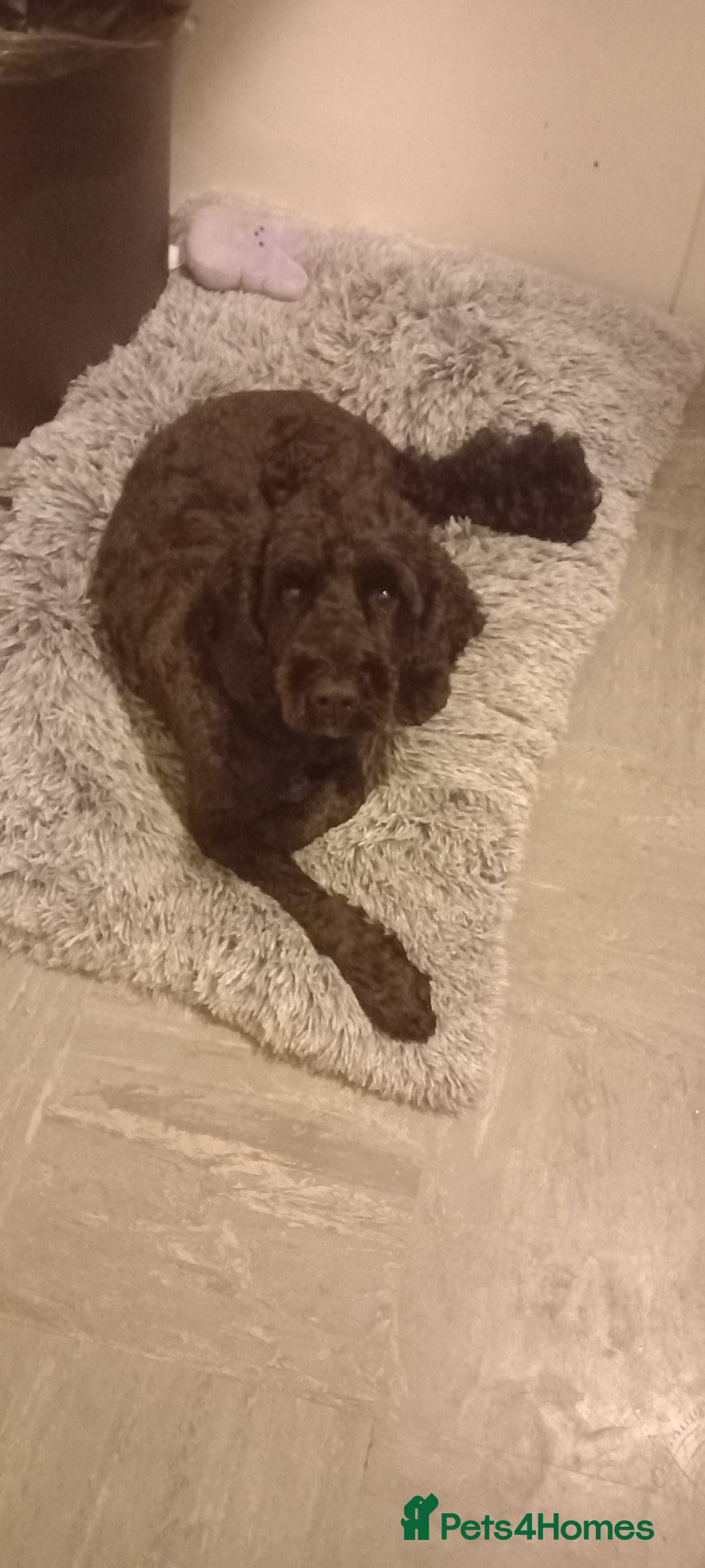 Cockapoo dogs for sale: Reggy - Image 1