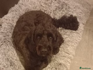 Cockapoo dogs for sale - Advert 1