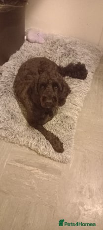 Cockapoo dogs - Advert 7