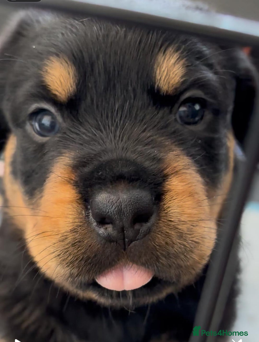 Rottweiler dogs for sale: Stunning Rottweiler Puppies - Image 11