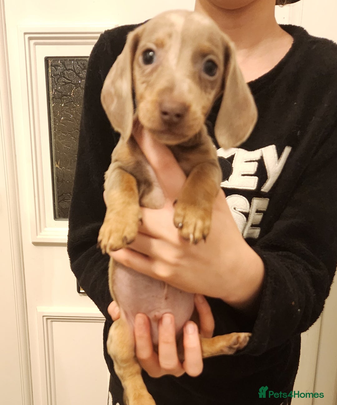 Dachshund dogs for sale: Miniture dashounds - Advert 12