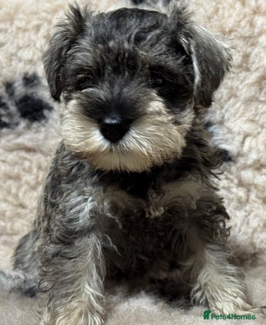 Miniature Schnauzer dogs - Advert 2