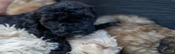 Mini Goldendoodle dogs for sale: Mini Goldendoodle boy - Advert 14