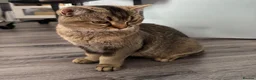 Scottish Fold cats for sale: Scottish Fold class & chinchilla Kittens Available - Advert 9