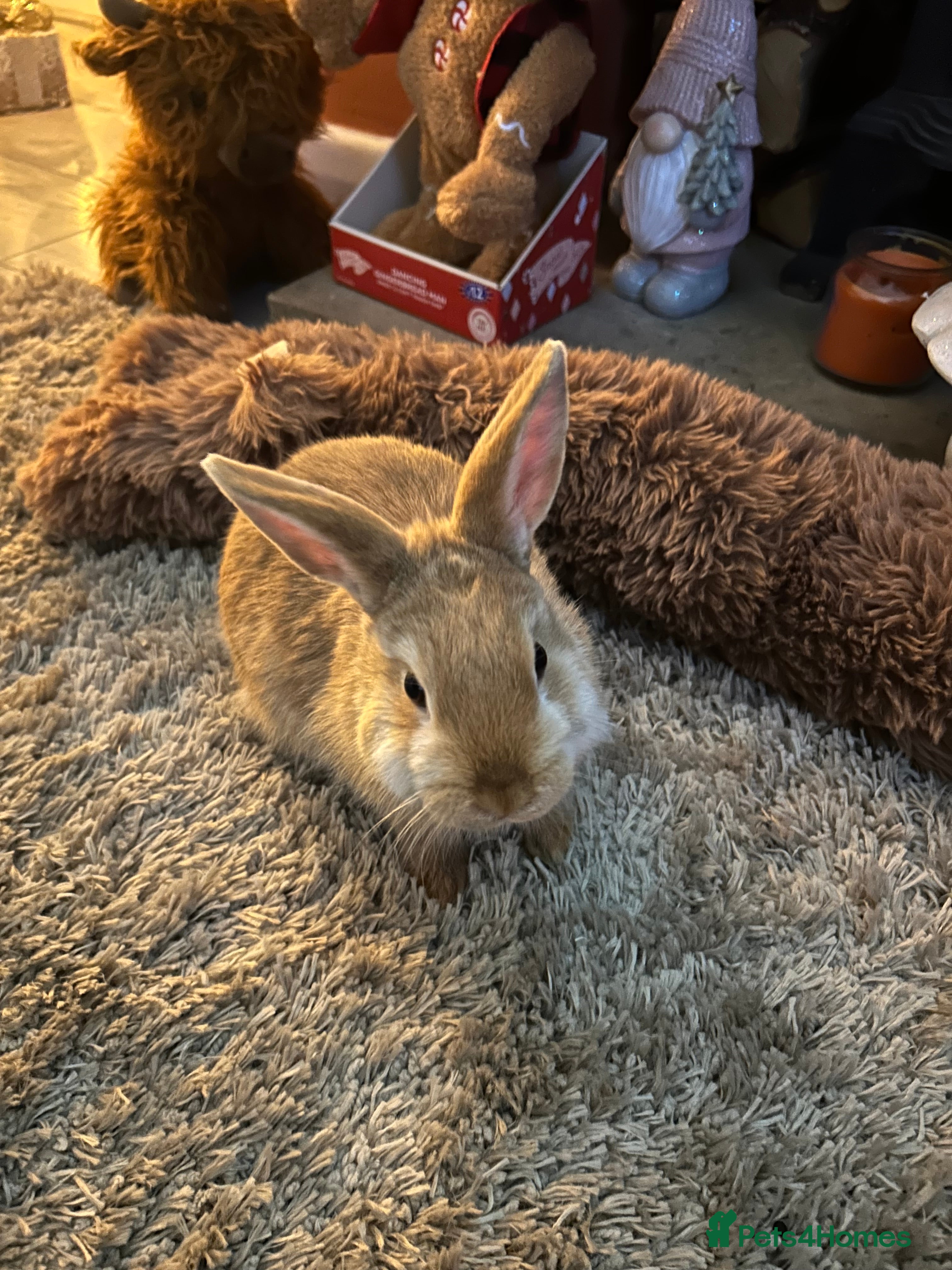 Netherland Dwarf rabbits Netherland dwarf  - Advert 3