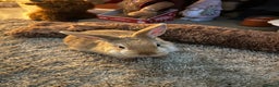 Netherland Dwarf rabbits for sale: Netherland dwarf  - Advert 1