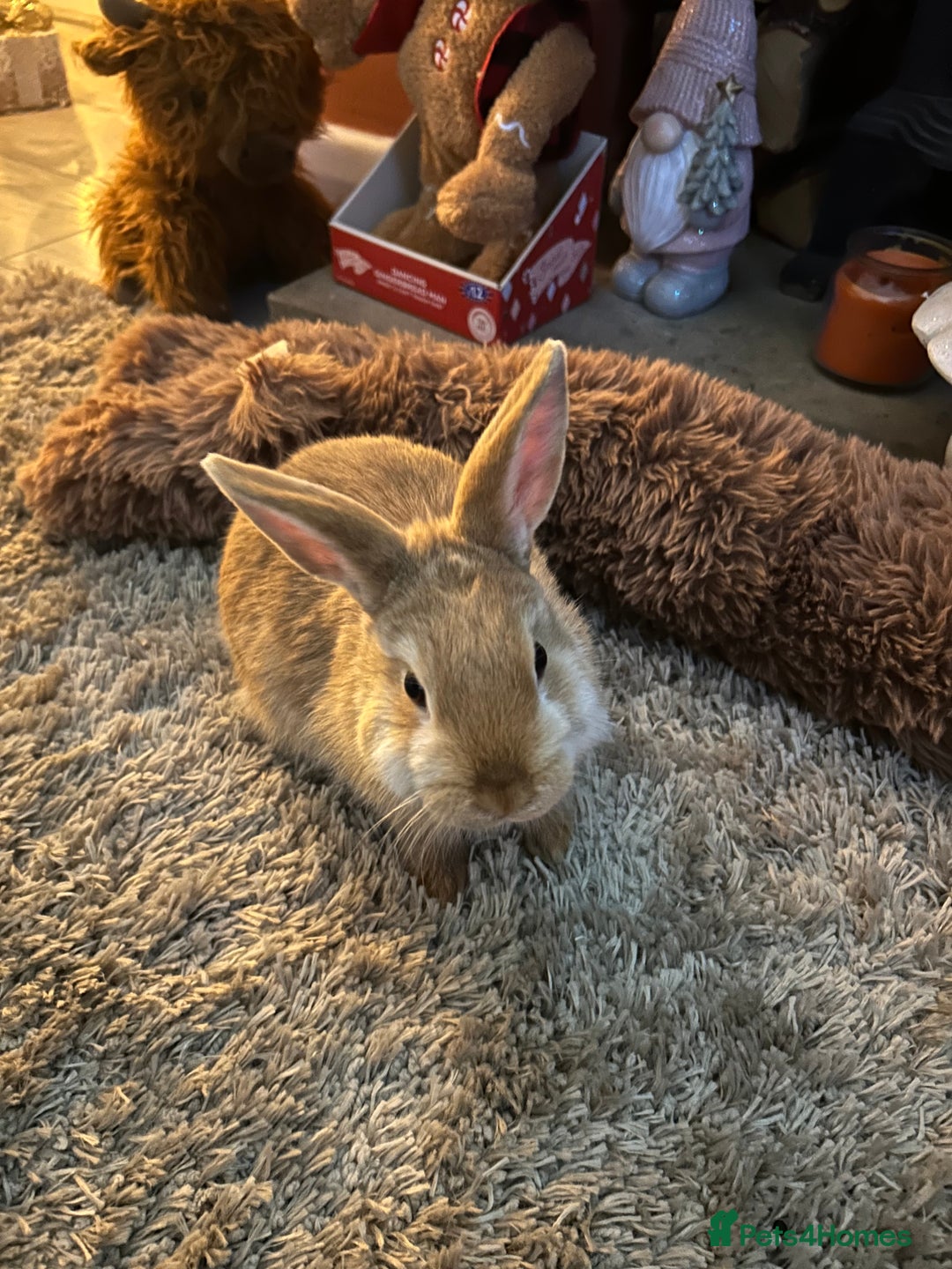 Netherland Dwarf rabbits for sale: Netherland dwarf  - Advert 1