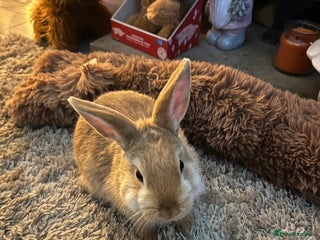 Netherland Dwarf rabbits Netherland dwarf - Advert 1