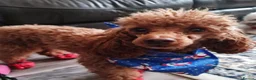 Mixed Breed dogs for sale: 2 adorable miniature poodles  - Advert 14