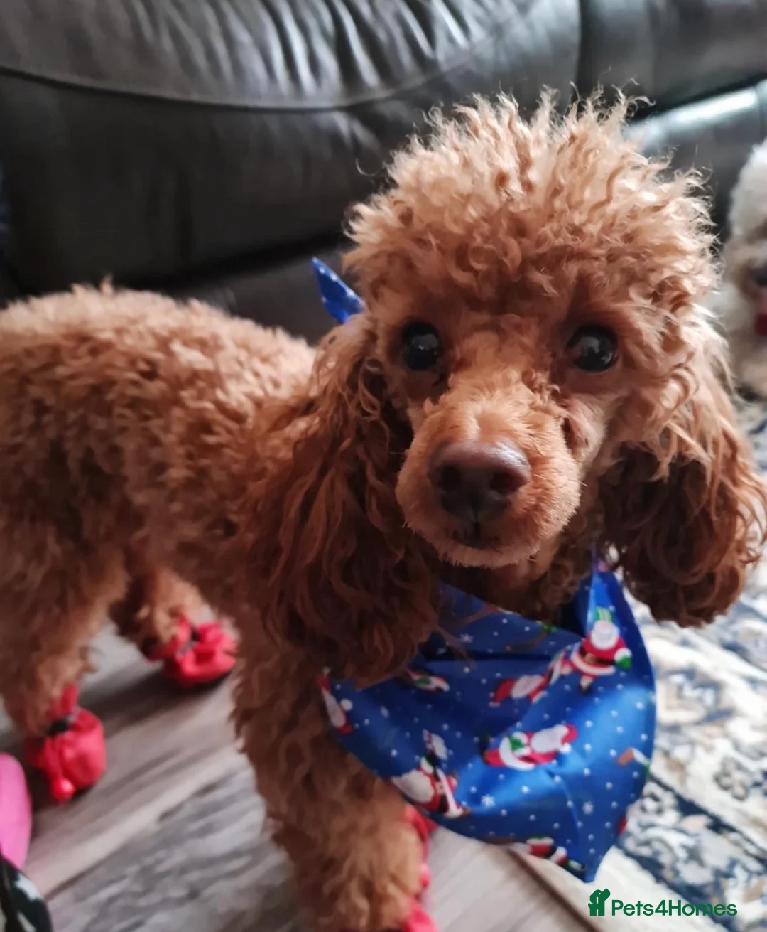 Mixed Breed dogs for sale: 2 adorable miniature poodles  - Advert 14