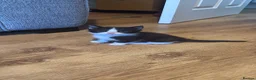 Mixed Breed cats for sale: Kittens in Sheerness - Advert 2