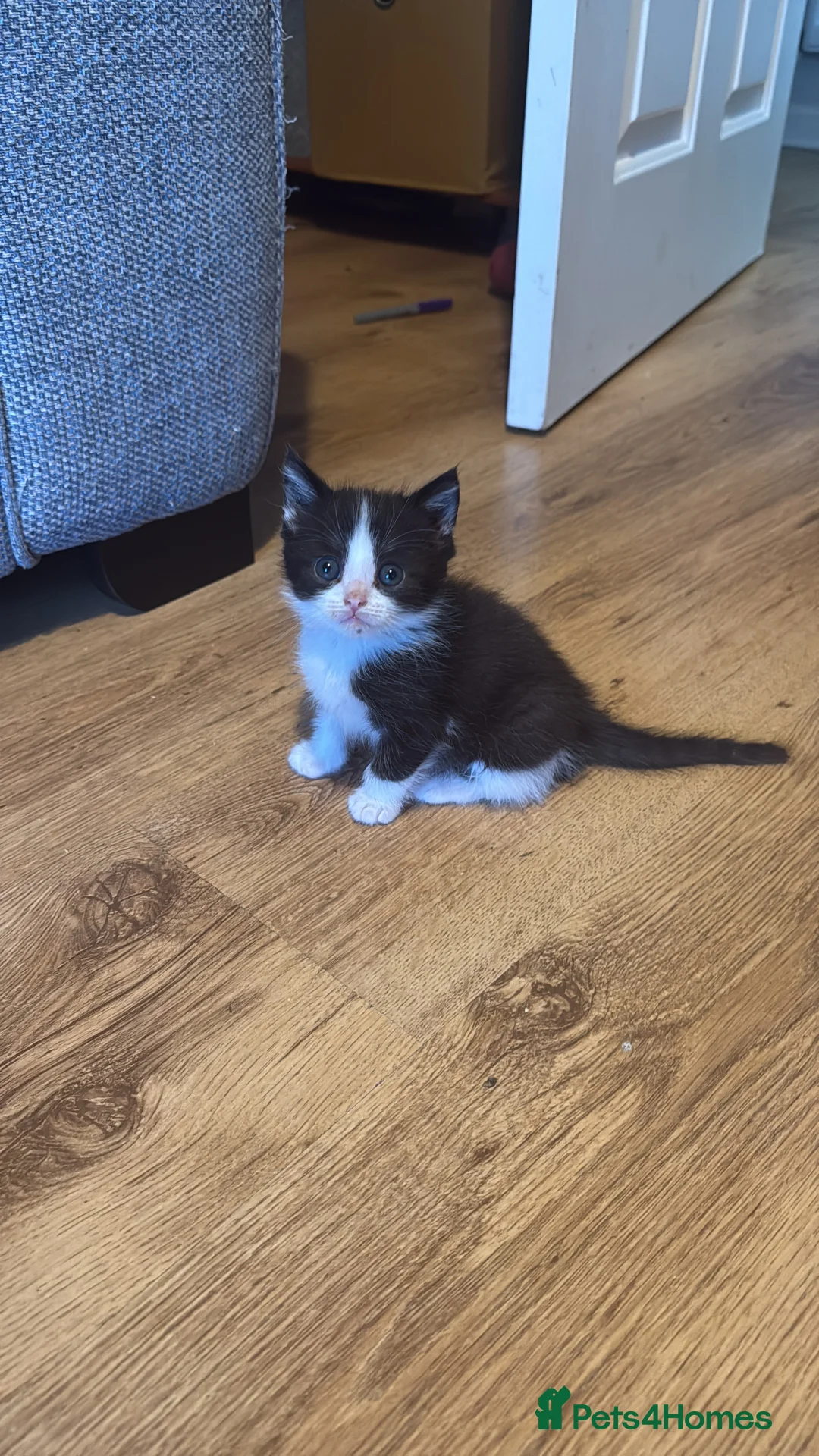 Mixed Breed cats for sale: Kittens in Sheerness - Advert 2