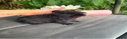 Mini Lop rabbits for sale: Black self mini lop Doe  in Smethwick - Advert 2