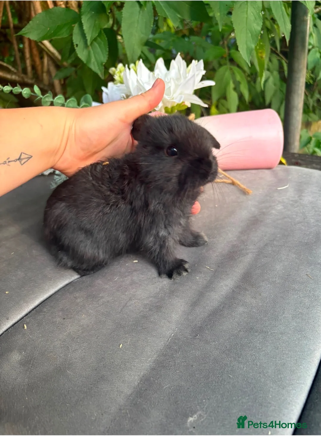 Mini Lop rabbits for sale: Black self mini lop Doe  in Smethwick - Advert 2
