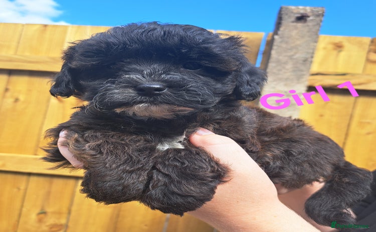 Shihpoo dogs - Advert 1