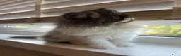 Exotic cats for sale: Exotic Persians  - Advert 6