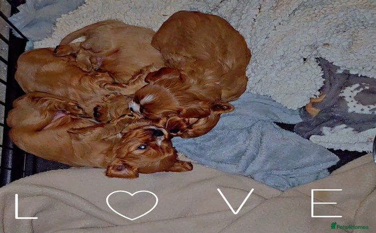 Cavalier King Charles Spaniel dogs - Advert 2