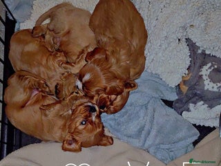 Cavalier King Charles Spaniel dogs - Advert 2