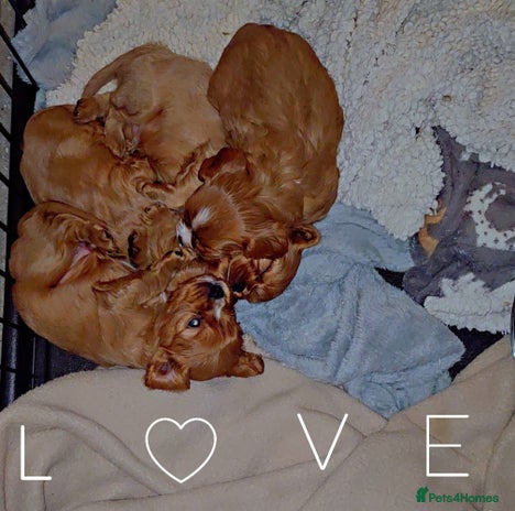 Cavalier King Charles Spaniel dogs - Advert 2