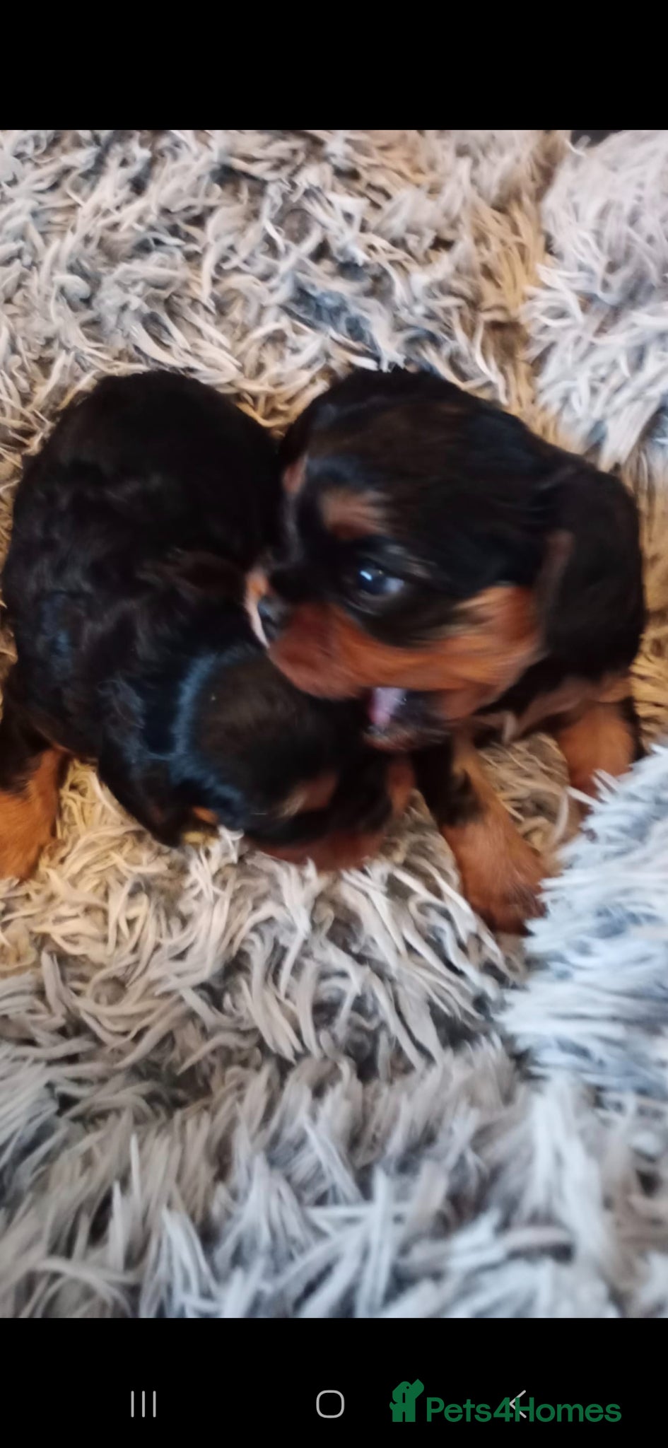 Cavalier King Charles Spaniel dogs Cavalier King Charles Male Puppies  - Advert 10