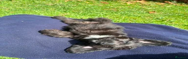 Doxiepoo 2