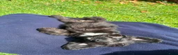 Doxiepoo dogs for sale: 3 doxiepoo pups  in Pontyclun - Advert 3