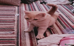 British Shorthair cats for sale: Biscuit - Image 1