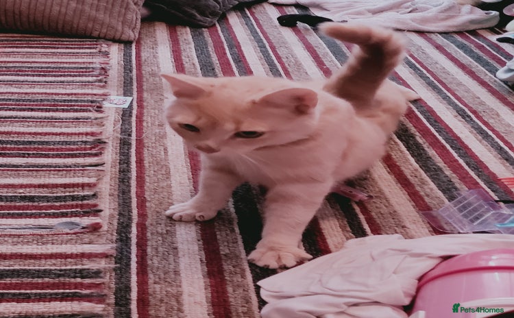 British Shorthair cats - Advert 2