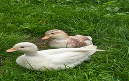 Ducks poultry for sale: Breeder Quality Female Calls  - Image 1