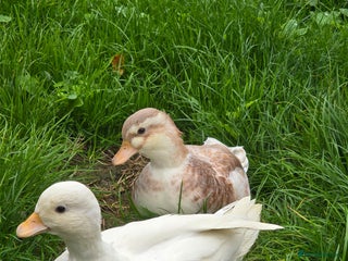 Ducks poultry - Advert 2