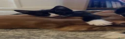 Mixed Breed cats for sale: Kittens for sale  in Halifax - Advert 3