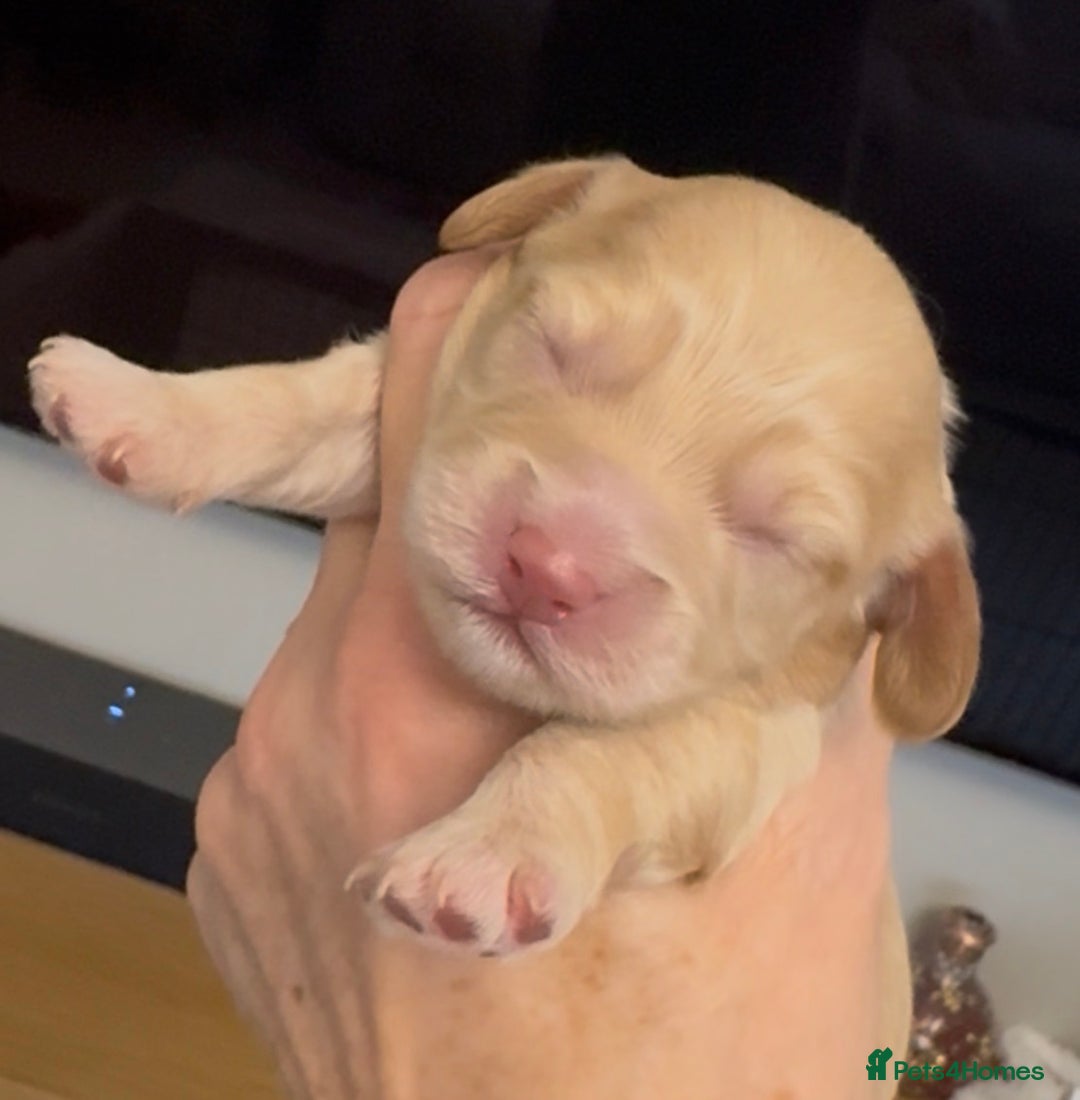 Cavapoo dogs for sale: Beautiful Cavapoo puppies from DNA tested lines  - Advert 2