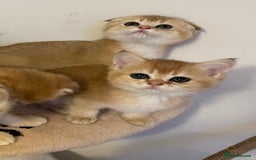 Scottish Fold cats for sale: LUXURY GOLDEN CHINCHILLA SCOTTISH FOLD KITTENS  - Image 10