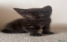 Maine Coon cats for sale:  Maine coon x BSH stunning kittens 😻 - Image 19