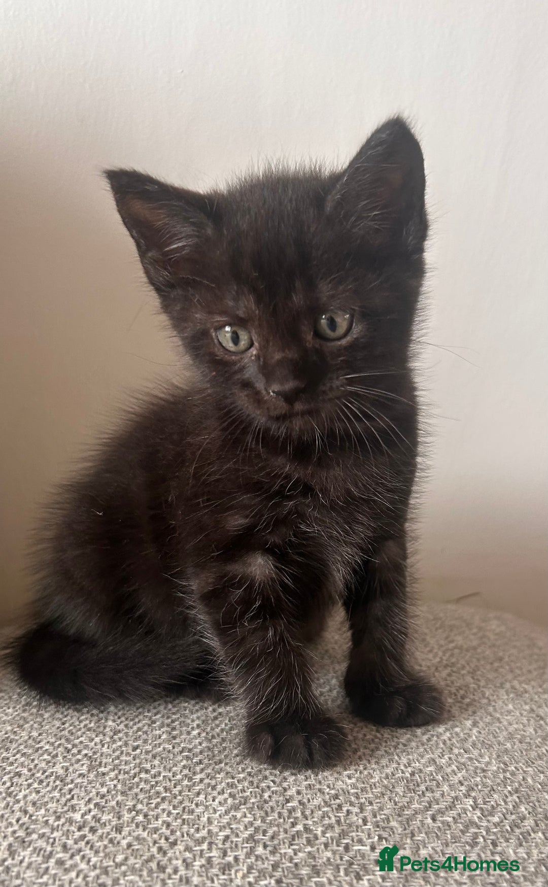 Maine Coon cats for sale:  Maine coon x BSH stunning kittens 😻 - Image 19