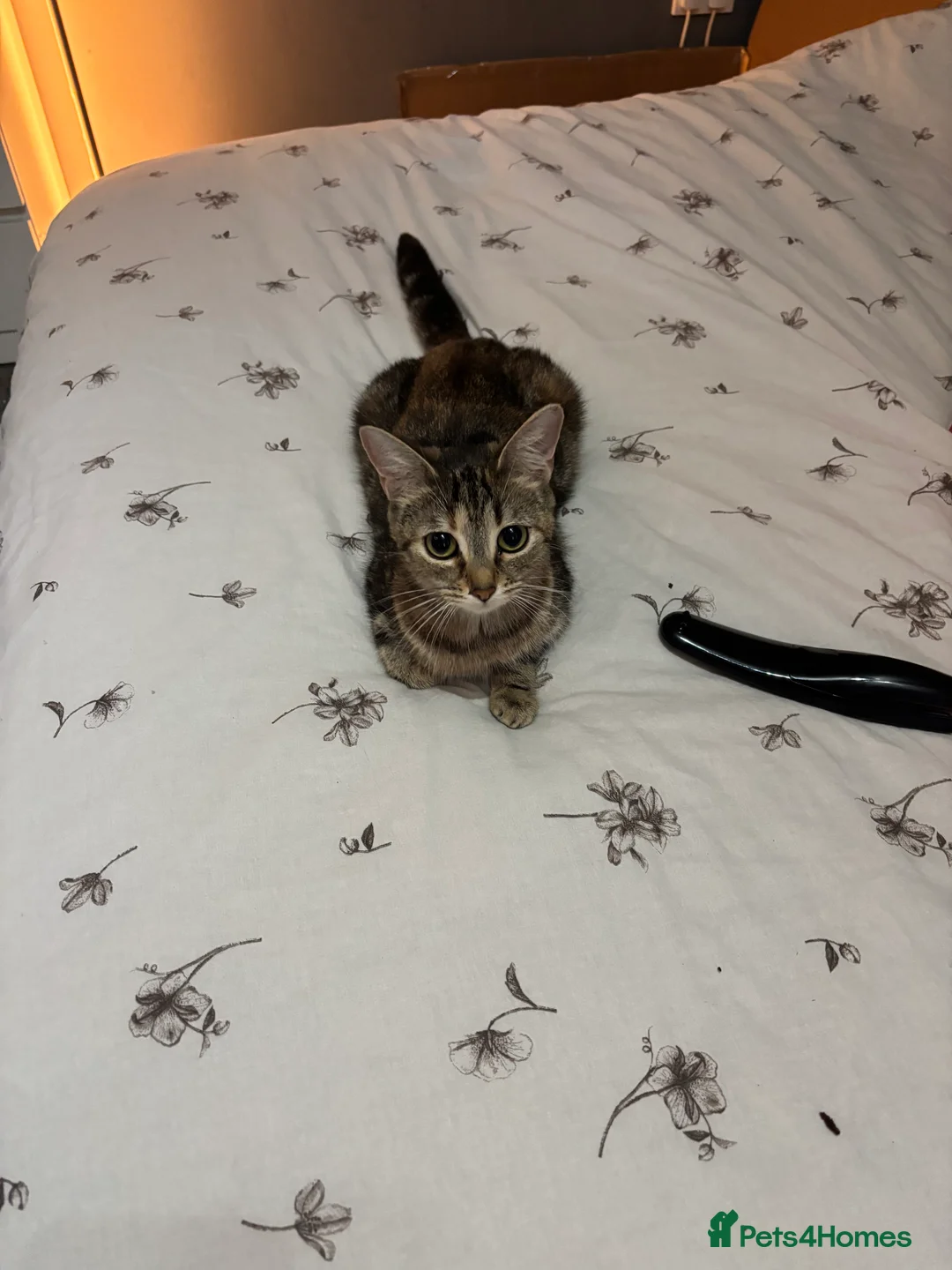 Domestic Shorthair cats for sale: Female Cat- **  in Stoke-on-Trent - Advert 2